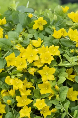 Lysimachia nummularia - afbeelding 2