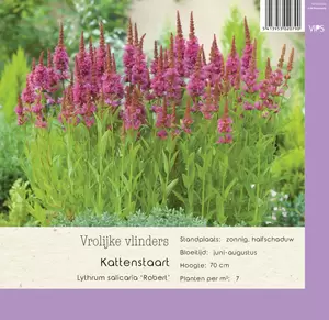 VIPS Lythrum salicaria Robert p9