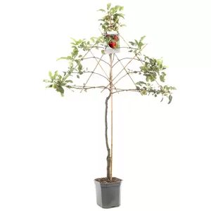 Malus dom. Jonagold leivorm - afbeelding 2