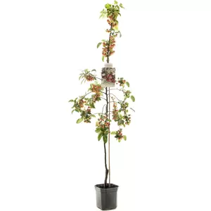 Malus Red Sentinel laagstam P24 - afbeelding 3