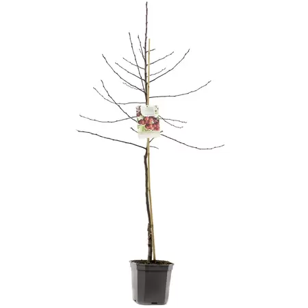 Malus Red Sentinel laagstam P24 - afbeelding 2