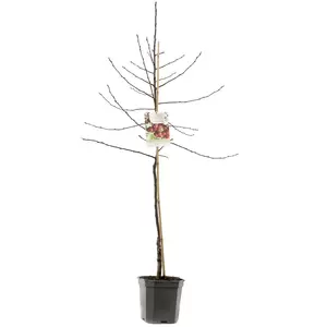 Malus Red Sentinel laagstam P24 - afbeelding 2