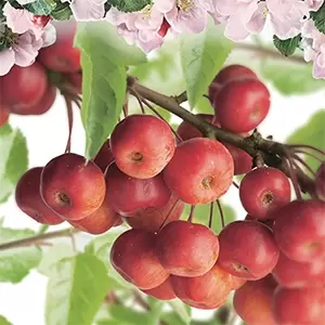 Malus Red Sentinel laagstam P24 - afbeelding 3