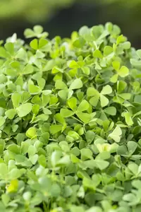 Marsilea quadrifolia - afbeelding 2