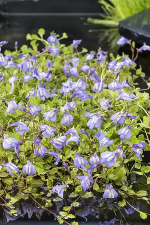 Mazus reptans Blauw - afbeelding 2