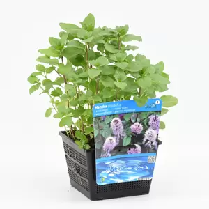 Mentha aquatica - afbeelding 2