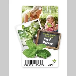 Mentha spicata Marok munt P13 - afbeelding 2