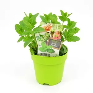 Mentha spicata Marok munt P13 - afbeelding 2