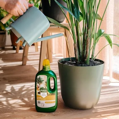 Meststoffen kamerplanten