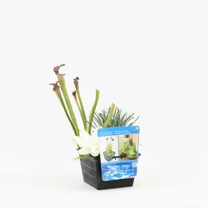 Mix mand met 3 waterplanten