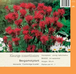 VIPS Monarda Cambridge Scarlet P9