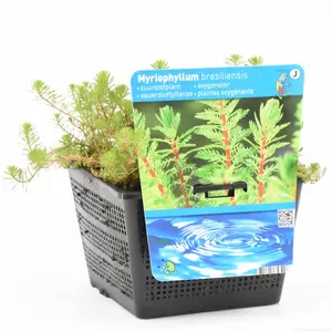 Myriophyllum red stem - afbeelding 2