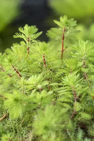 Myriophyllum red stem - afbeelding 2