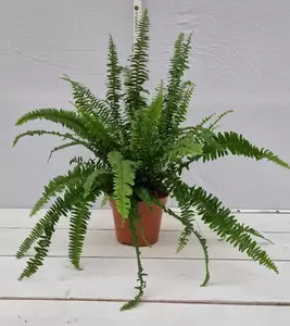 Nephrolepis exal. 'Green Lady' P17 - afbeelding 2