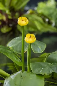 Nuphar Lutea(3L)