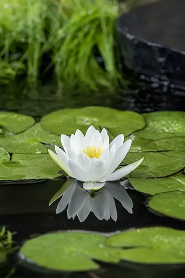 Nymphaea 'Alba' (3L) - afbeelding 2