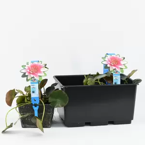 Nymphaea 'Attraction'(3L) - afbeelding 2