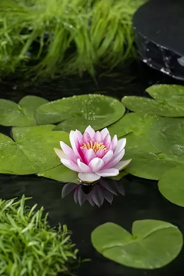 Nymphaea 'Attraction'(3L) - afbeelding 2