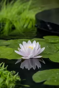 Nymphaea 'Carnea'(3L) - afbeelding 2