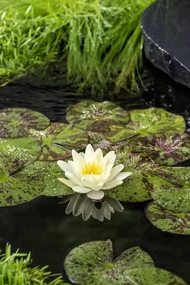 Nymphaea 'Chormatella'(3L) - afbeelding 2