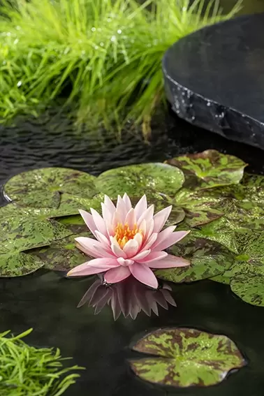 Nymphaea 'Colorado'(3L) - afbeelding 2