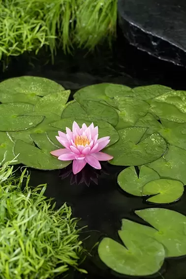 Nymphaea 'Firecrest'  (3L) - afbeelding 2