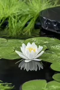 Nymphaea 'Gladstoniana'  (3L) - afbeelding 2