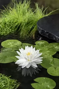 Nymphaea 'Gonnere'(3L)