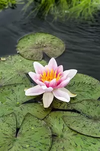 Nymphaea 'Laydekeri Lilacea' (3L)