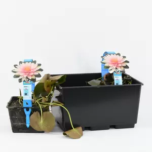 Nymphaea 'M'd Witfron Gonnere'(3L) - afbeelding 2