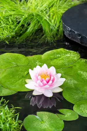 Nymphaea 'M'd Witfron Gonnere'(3L) - afbeelding 2