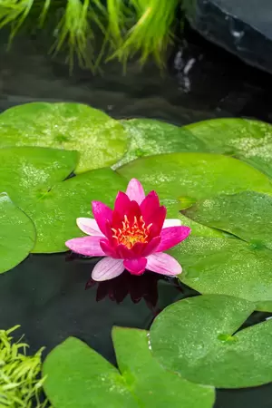 Nymphaea 'Pygmea Rubra' (3L) - afbeelding 2