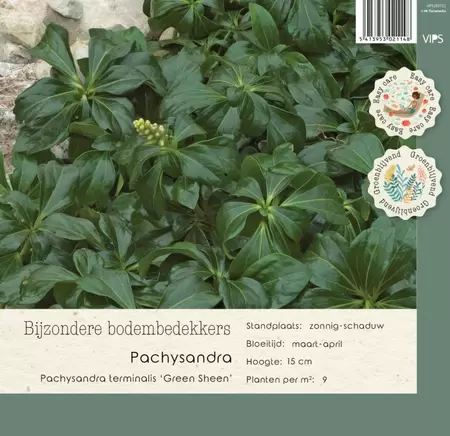 VIPS Pachysandra term. Green Sheen P9