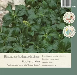 VIPS Pachysandra term. Green Sheen P9