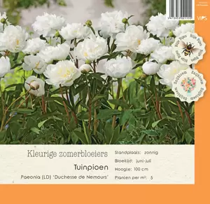 VIPS Paeonia (LD) Duchesse de Nemours P9