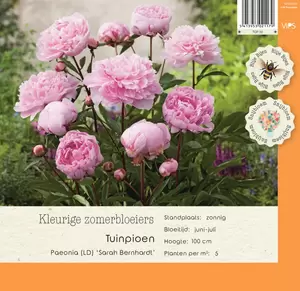 VIPS Paeonia (LD) Sarah Bernhardt  P9