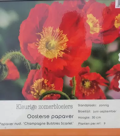 VIPS Papaver nud Cham Bubbles Scarlet P9