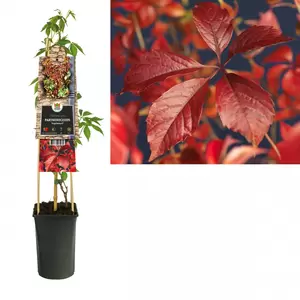 Parthenocissus qui. 'Engelmannii'