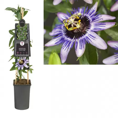 Passiflora 'Damsel's Delight'