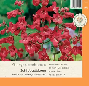 VIPS Penstemon hart. Polaris Red P9