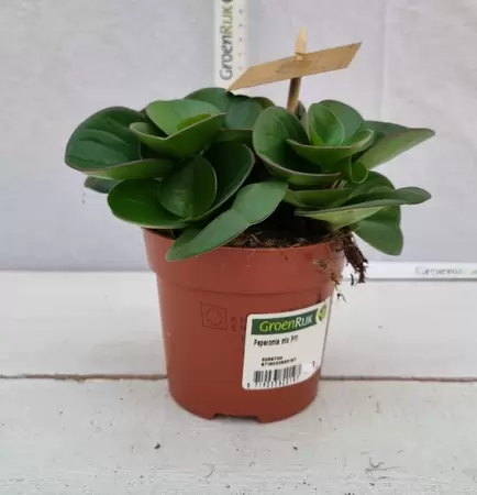 Peperomia obt. 'Green Gold' P10.5 - afbeelding 1