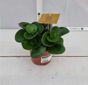 Peperomia obt. 'Green Gold' P10.5 - afbeelding 2