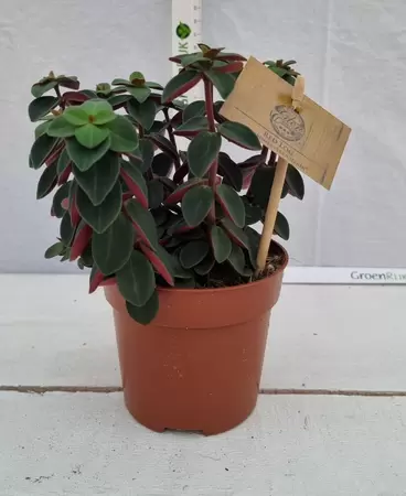 Peperomia  'Red Log' P10.5 - afbeelding 1
