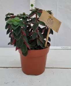 Peperomia 'Red Log' P10.5 - afbeelding 2