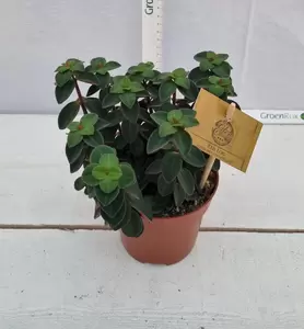 Peperomia  'Red Log' P10.5 - afbeelding 2