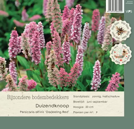 VIPS Persicaria aff. Darjeeling Red P9