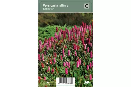 VIPS Persicaria affinis Kabouter P9