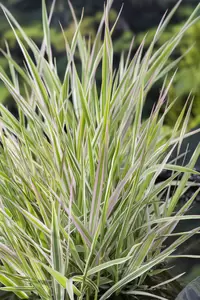 Phalaris arundinacea 'Picta' - afbeelding 2