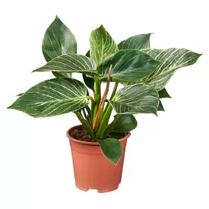 Philodendron Birkin P12 - afbeelding 1