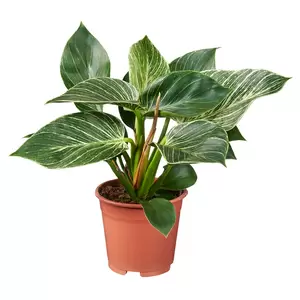 Philodendron Birkin P12 - afbeelding 2